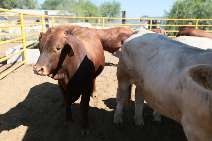 Vacas sueltas causan daños en el Sector Sur de Monclova