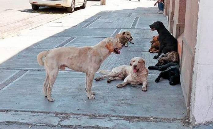 UNAM: La rabia no sólo se transmite por la mordedura canina