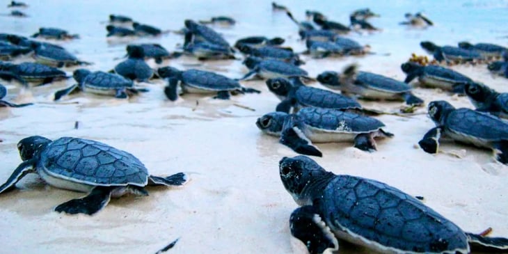 Liberan a 2 mil crías de tortugas en playas de Sinaloa