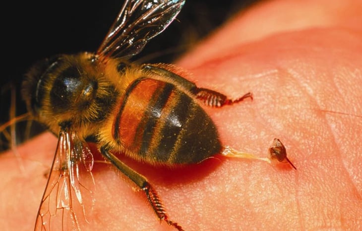 Bomberos reciben reportes de abejas 