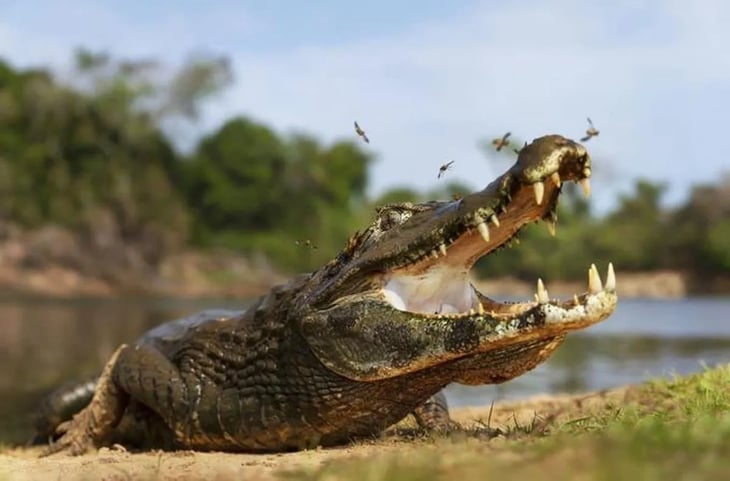 Una mujer desamparada es herida de gravedad por un caimán en Florida