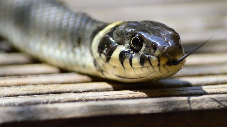 El Ecoparque de Monclova prepara una exhibición de serpientes