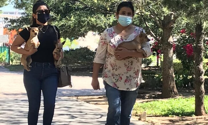 Salud Pública de Torreón busca bajar cifra de perros callejeros 
