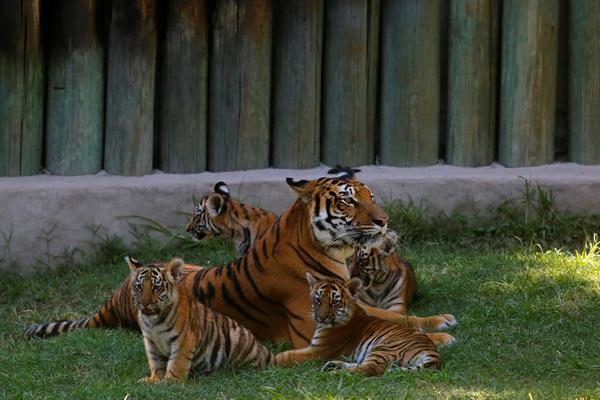 Cuatro cachorros de tigre deleitan a los visitantes de un zoológico en México