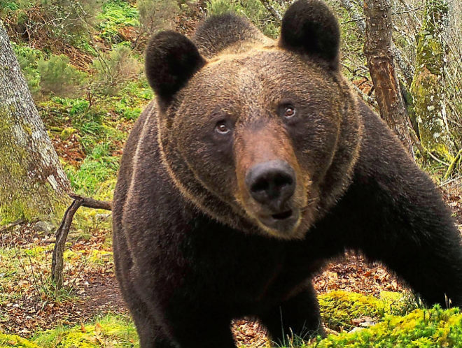 Autoridades de Saltillo alertan sobre el avistamiento de osos