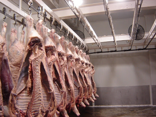 Destruyen casi mil 200 kilos de carne contaminada con clembuterol