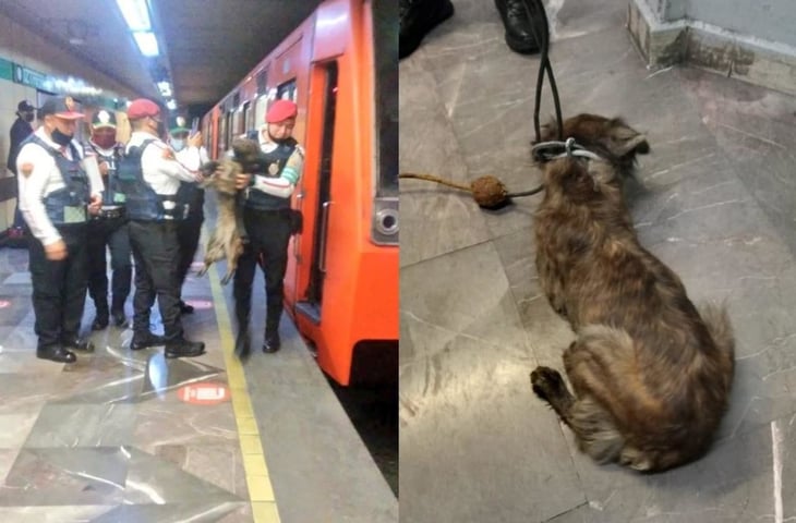 Por rescate de perro, cortan corriente en la Línea 8 del Metro CDMX