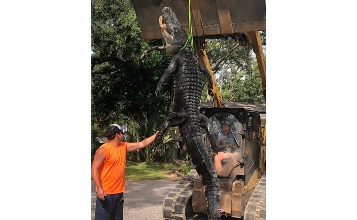Atrapan a 'Godzilla de Florida', un caimán de más de 3 metros y medio