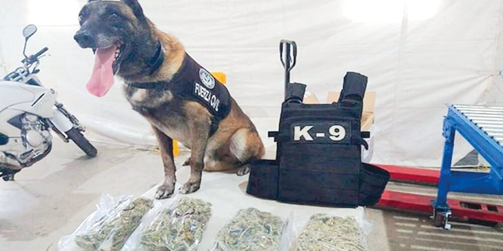 Agentes caninos logran asegurar droga en un camión de Veracruz