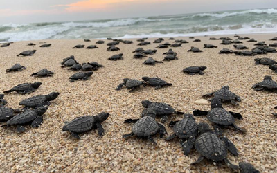 En Ecuador han nacido casi 42.000 tortugas marinas desde 2019