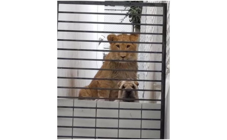 Preocupa a vecinos león y perro en residencia abandonada en Atizapán