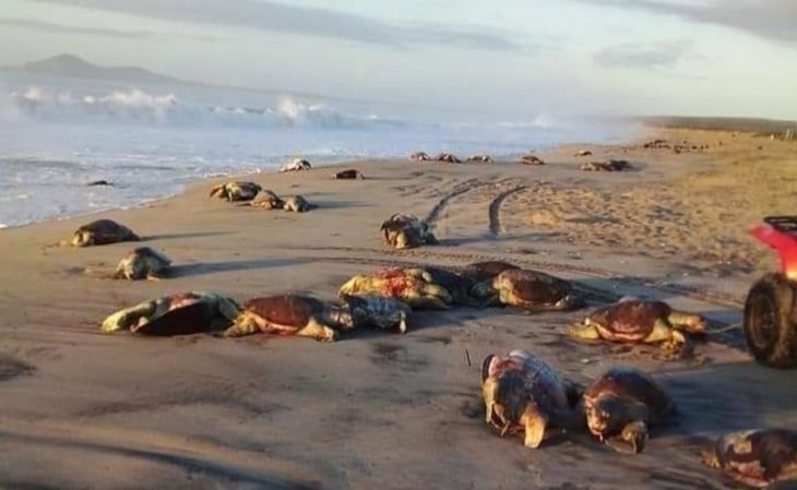 Redes de pesca ilegales causan muerte de 300 tortugas en Oaxaca