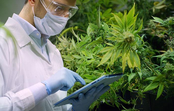 Brasil autorizó el uso de medicina derivada de marihuana importada de Colombia