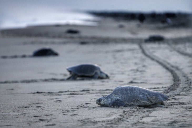Redes de pesca, posible causa de muerte de tortugas en Oaxaca