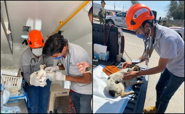 Rescatan a varios animales tras explosión por fuga de gas en Puebla