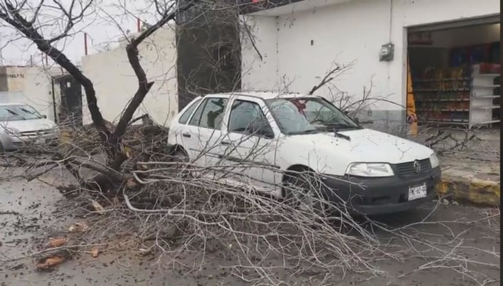 Árbol cae encima de un automóvil en Monclova; Causando grandes daños materiales 