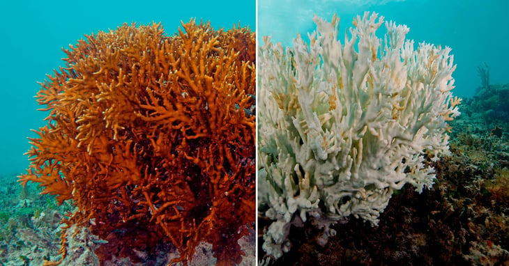 El 98% de los corales de la Gran Barrera ha sufrido los efectos del blanqueo