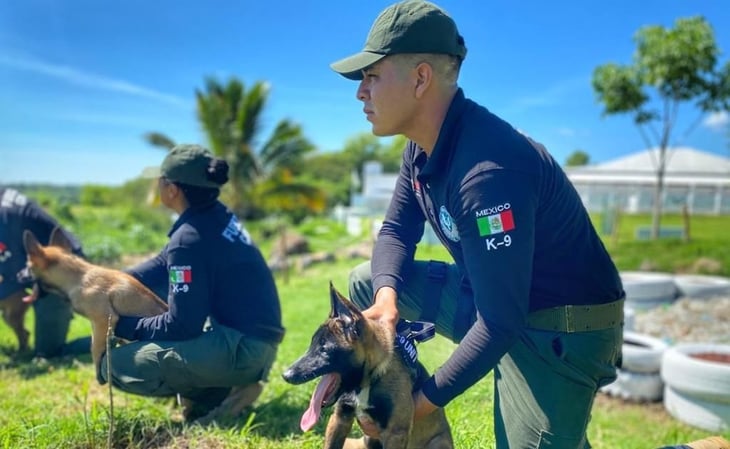 Crean protocolo de actuación para agentes caninos de Veracruz