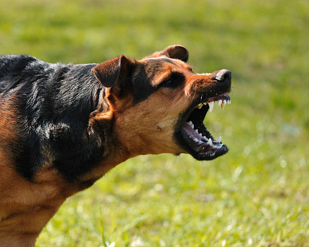 En Coahuila suman mil 855 ataques de perros