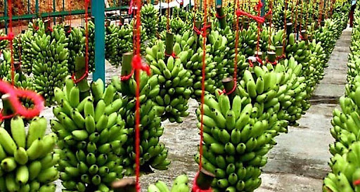 Costa Rica en alerta ante amenaza mundial de una plaga del banano