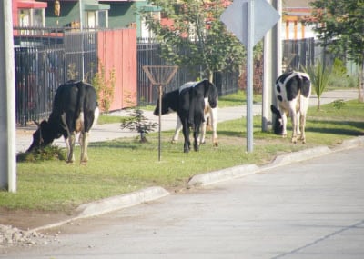 Dueños de ganado que anden en la calle son multados en Monclova 