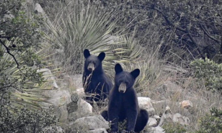 En otoño hay más avistamiento de osos en Coahuila 
