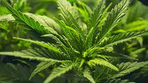 Aprueban grupo de trabajo del Senado para regulación de cannabis