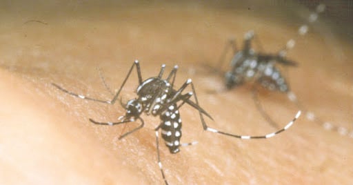 Coahuila tiene 699 casos de dengue en recta final del 2021