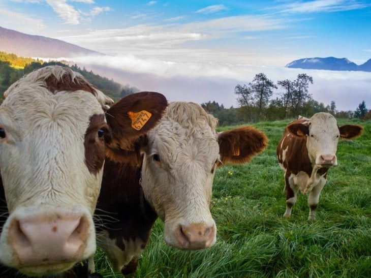 Descartan la relación de casos de vacas locas con el consumo de carne en Brasil