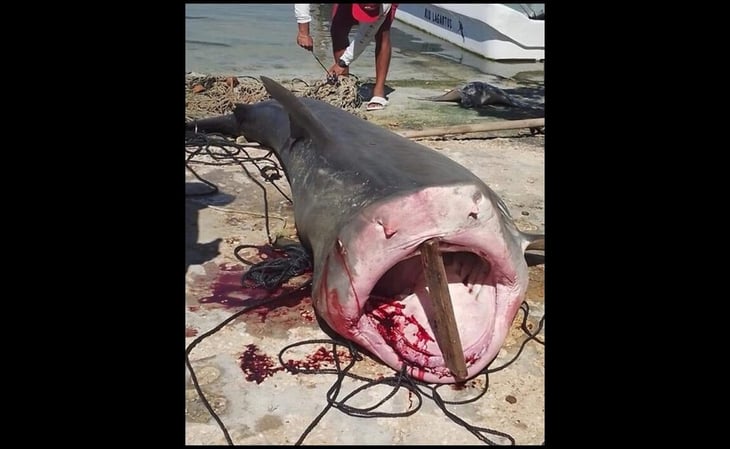 Capturan enorme tiburón en costas de Yucatán