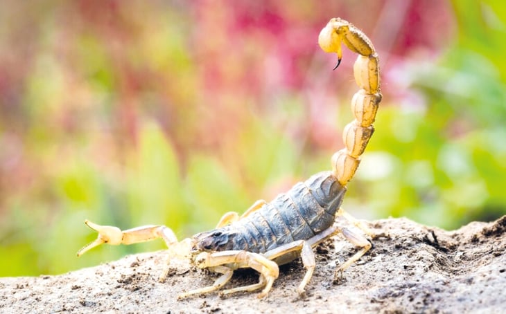 Oleada de escorpiones deja al menos tres muertos y más de 400 heridos en Asuán