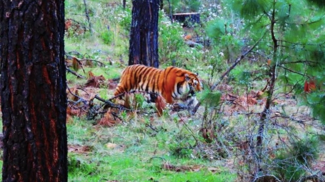  Tigre adulto y de gran tamaño, suelto en Tapalpa, Jalisco