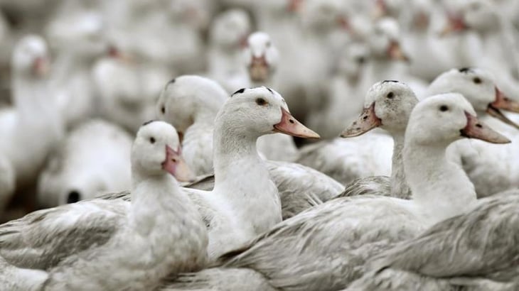 Más de 38,000 patos fueron sacrificados en Hungría tras detectarse dos focos de gripe aviar