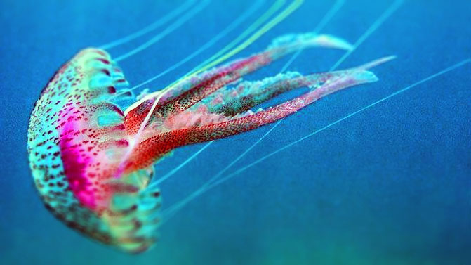 Un estudio da un giro a la teoría de la evolución de organismos marinos