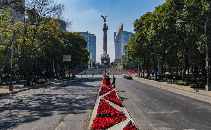 Nochebuenas cultivadas en CDMX pintan de rojo Paseo de la Reforma