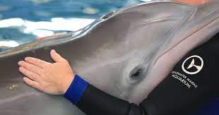 Winter, la delfín que inspiró 'Dolphin Tale', tiene un memorial en Florida