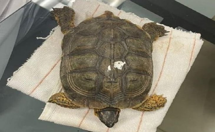 GN rescata tortuga terrestre en aeropuerto de Mérida, Yucatán