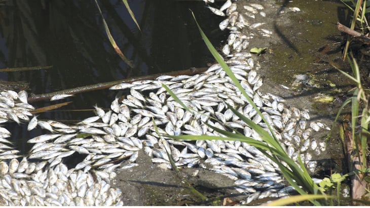 Cientos de peces muertos aparecen en el bordo 'El Tanganito'; Conagua ya investiga