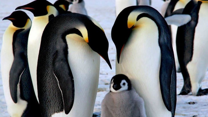 Un estudio alerta sobre las altas concentraciones de mercurio en los pingüinos de la Antártida