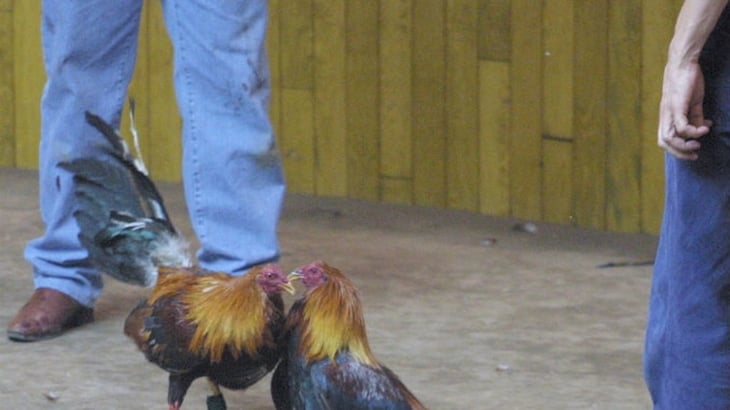 4 muertos y 7 heridos en un ataque de presuntos sicarios en un palenque de gallos de Michoacán