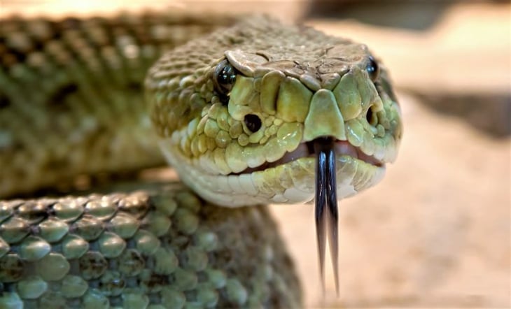 Una sustancia extraída del veneno de serpiente permite modular la coagulación sanguínea