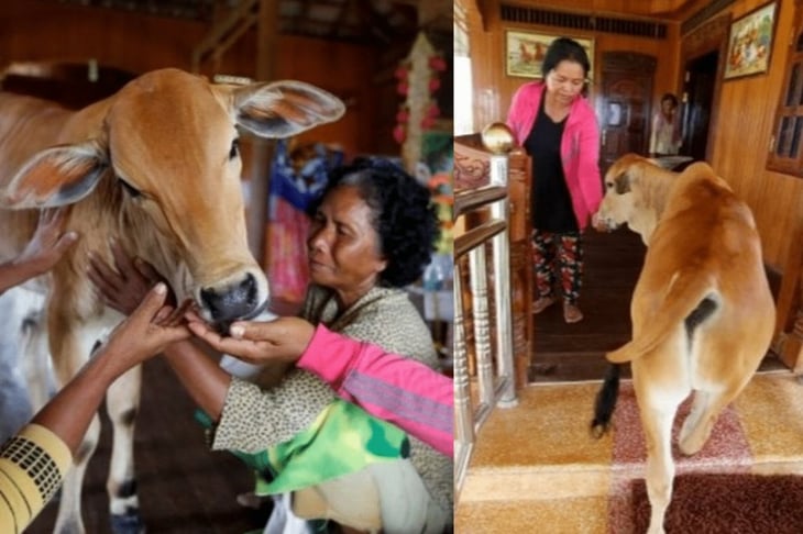 Mujer se casa con una vaca al creer que es su difunto esposo reencarnado