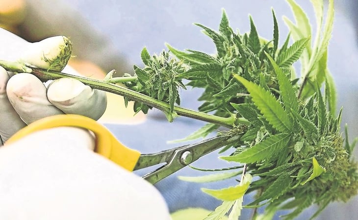 Declaran inconstitucional prohibir siembra de cannabis industrial