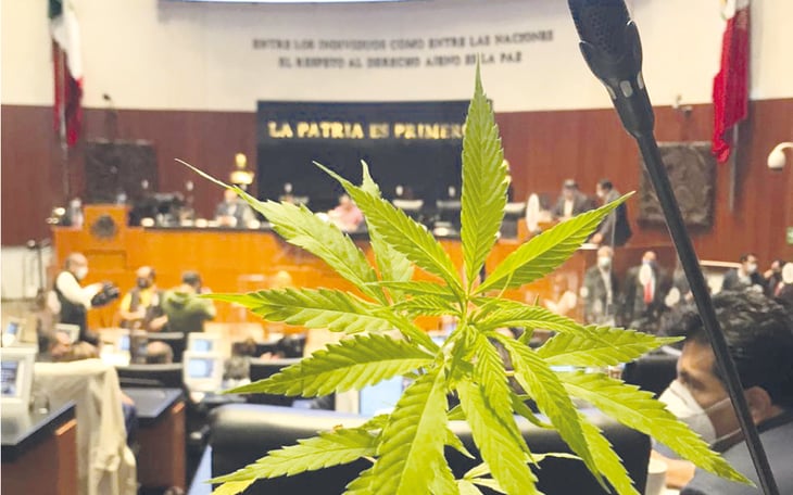 La SCJN autoriza siembra de cannabis para uso industrial