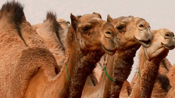 Arabia Saudí descalifica a 43 camellos de un concurso de belleza por llevar bótox
