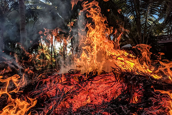 Casi 17 millones de vertebrados murieron en el incendio del Pantanal, Brasil