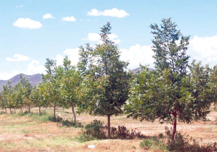 Coahuila ocupa el 2.° lugar en cultivo de nogales