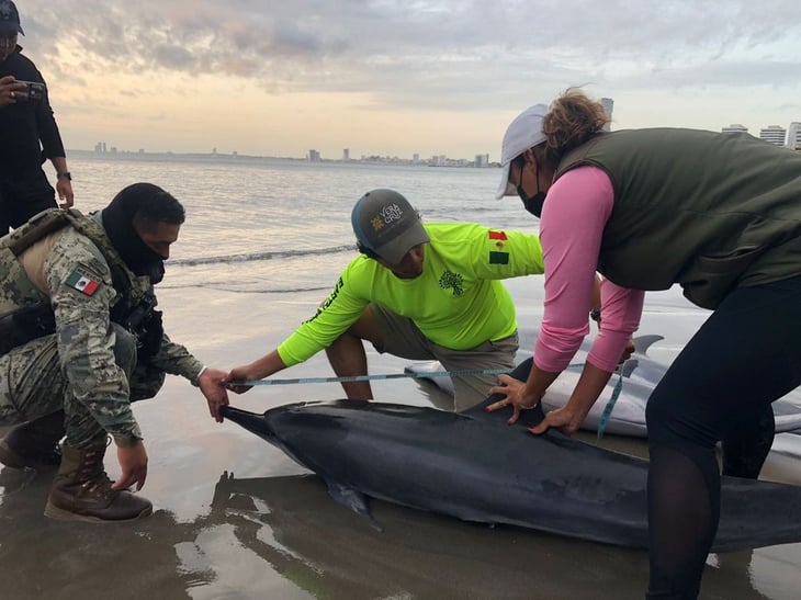 Hallan 7 delfines varados en Boca del Río; 3 murieron