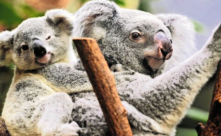 Australia presenta cientos de cargos por crueldad animal por muerte de koalas