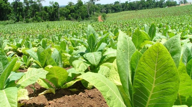 Cuba reduce un 10 % la siembra de tabaco en esta campaña por falta de insumos